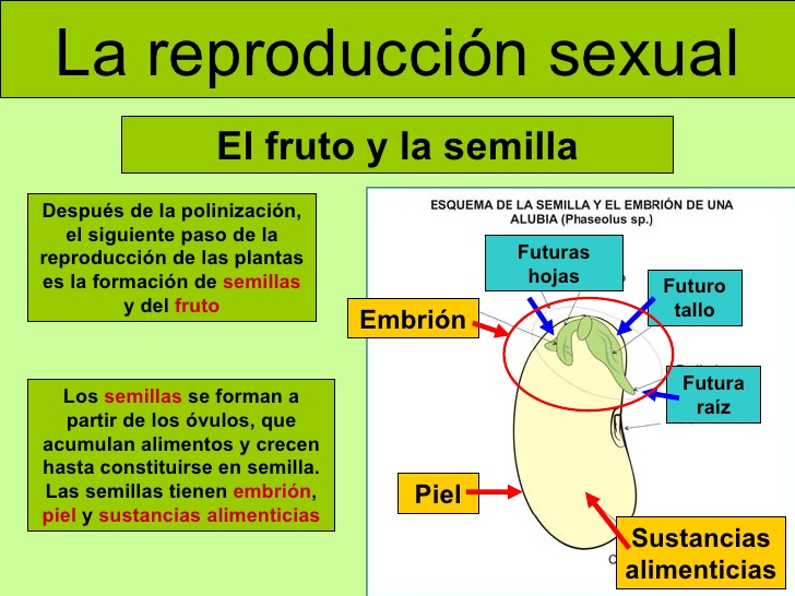 Reproducción Sexual En Plantas Agro Ana Lydia González Cabán